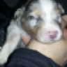Der Cooper