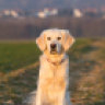 zauberlehrling