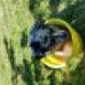 Sancho15