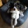 JosieDog