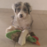 Sammy*