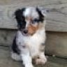 Bella2016