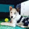 Mina_Aussie_Mix