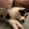 Kimi