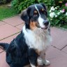 Aussieglück
