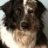 Gizmo2009