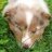 IndyAussie