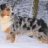 Hundefreund