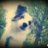 Balou_14