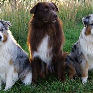 Gipsy, Chance & Fame