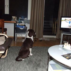 Sam macht Fernlehrgang "Der Hundeprofi"