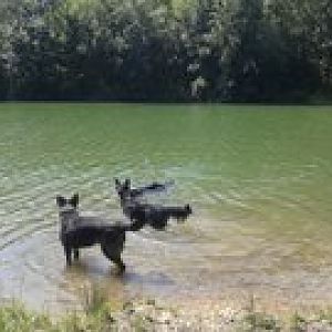 Unsere Hunde