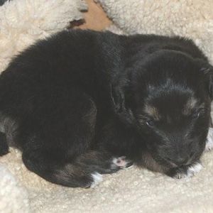 Piper drei Wochen alt