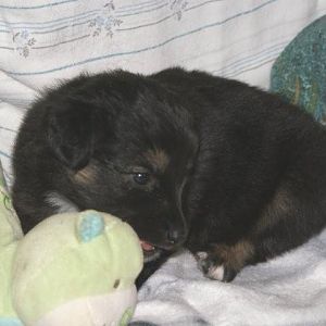 Neue Fotos von Piper