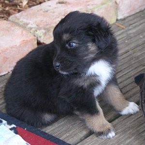 Piper auf Entdeckunstour