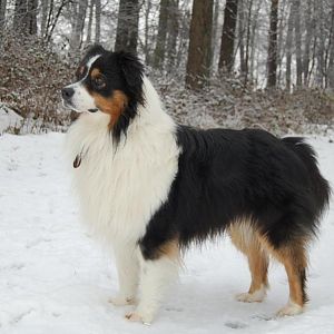 Jaspers Papa Paco von Honey River