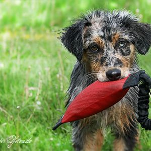 CJ's Lionhearted Dream "Robin"