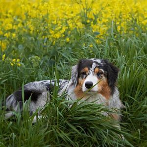 Mal wieder ein paar Fotos von Houston und Polly:)