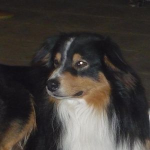 Rüdiger der Rüde, auch Bizkit genannt