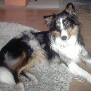 hallo ich heiße leon bin eine blue merle