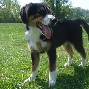 Hier komme ich, der Sambär