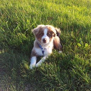 Unser Kobe