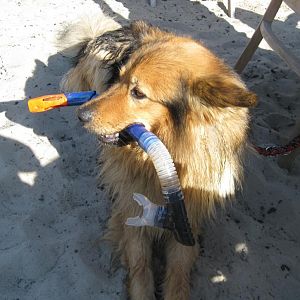 Mogli