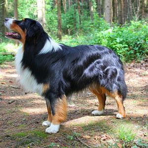 Riley´s Waldspaziergang