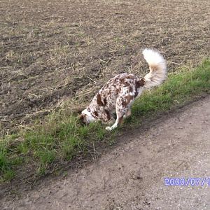 damals...frisch geschoren...