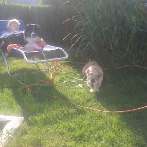 Filou und seine Freunde