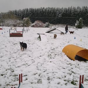 Piper  beim Welpentreffen und der erste Schnee