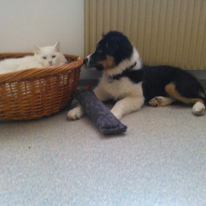 Filou mit Arktis und Merlin