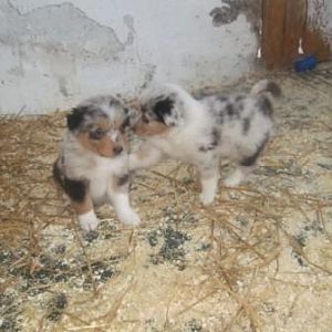 Kira´s Wurfgeschwister