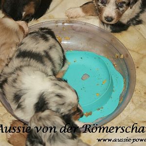 Neues aus der Wurfkiste