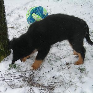 Elvis im Schnee