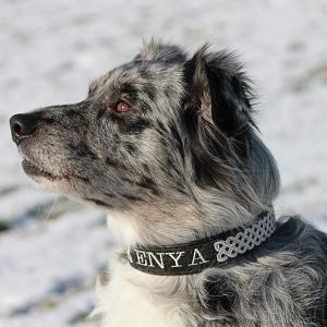 News von Enya & dem Merlin