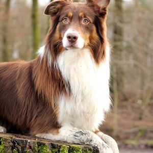 Milo - der beshepherdtste Aussie auf Erden