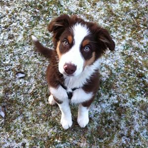 Davinci (Nick) vom Würdebach