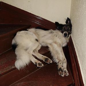 Bilder von Dexter und Thyson