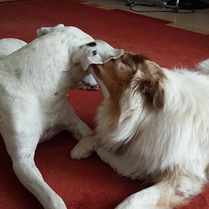 Mein Sonnenschein Moe