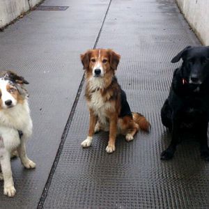 Saphira, das Aussiemädchen x3