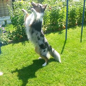 Einweihung von unserem "Hundespielplatz"