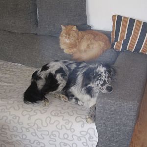 Hund und Katze
