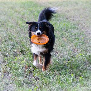 Tilda und die Frisbee
