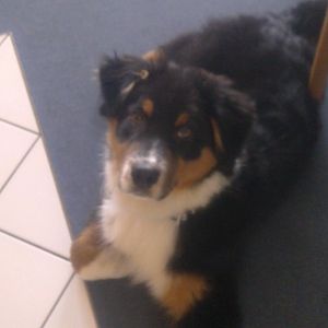 Leroy`s erstes Jahr bei Frauchen :-)