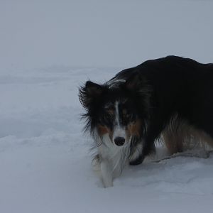 schöne winterbilder von leon