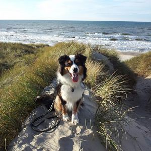 Meine Aussies: Pünktchen und Shiva