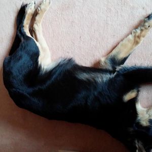 Amy Black Bi Aussie-Mix