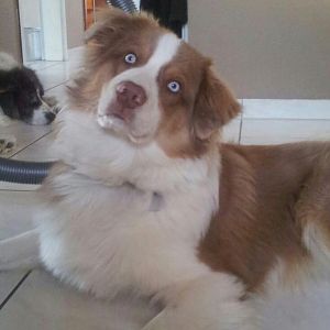 Dodger red-tri Rüde