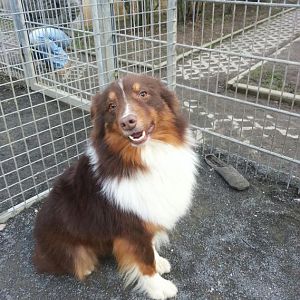 Mogli